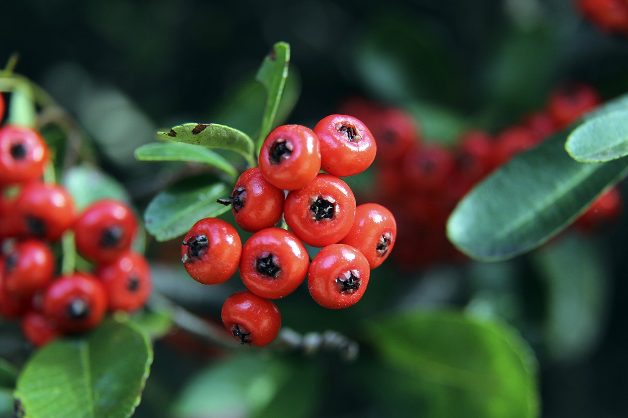 了英超球隊 了英超球隊